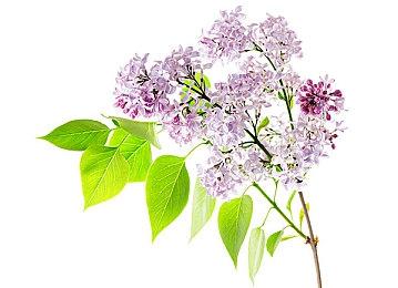 《轮回对决》×《伊甸之路》联动消息公布 一周年更新上线